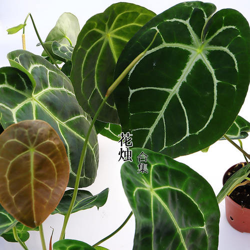 克莱恩花烛ins风热植盆栽植物易养观叶绿植家庭室内耐荫观赏性高