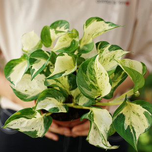 伴兮 快乐叶子绿萝锦化室内观叶绿植物盆栽净化空气水培进口热植