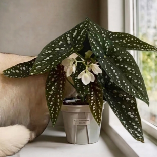 塞拉山王 秋海棠室内绿植油画竹芋客厅桌面办公室盆栽鲜花