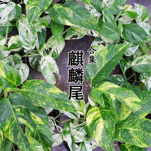 薄荷麒麟尾净化空气新手易养爬藤