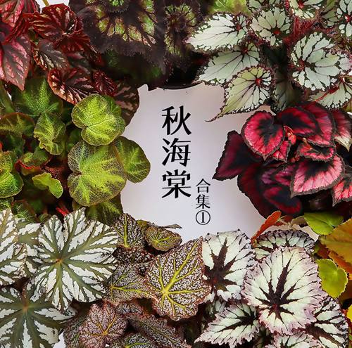 新绿·伴兮 合集一【蟆叶品类】多品种海棠多叶办公室内桌面ins风
