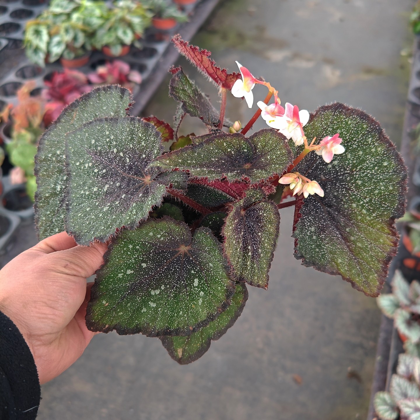 晨露蟆叶秋海棠办公室内桌面网红绿植盆栽花卉植物造景热植包邮,鲜花速递/花卉仿真/绿植园艺,淘宝优惠券,粉丝福利购,淘宝优惠卷