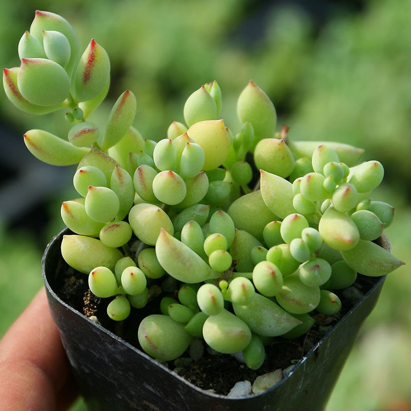 多肉植物带土包邮多少钱 多肉植物带土包邮优惠券免费领取 有条鱼