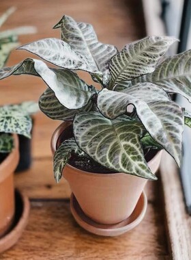 白脉爵床白雪观叶白水盆栽绿植白色公主室内银脉四季常青好养植物