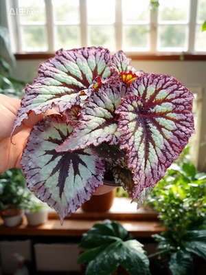 焰火火焰秋海棠盆栽室内绿植桌面办公盆栽好养易活四季开花