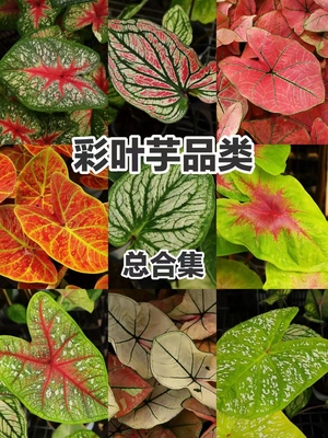 包邮 彩叶芋盆栽花卉花叶芋办公室内阳台观叶绿植耐阴宿根植物