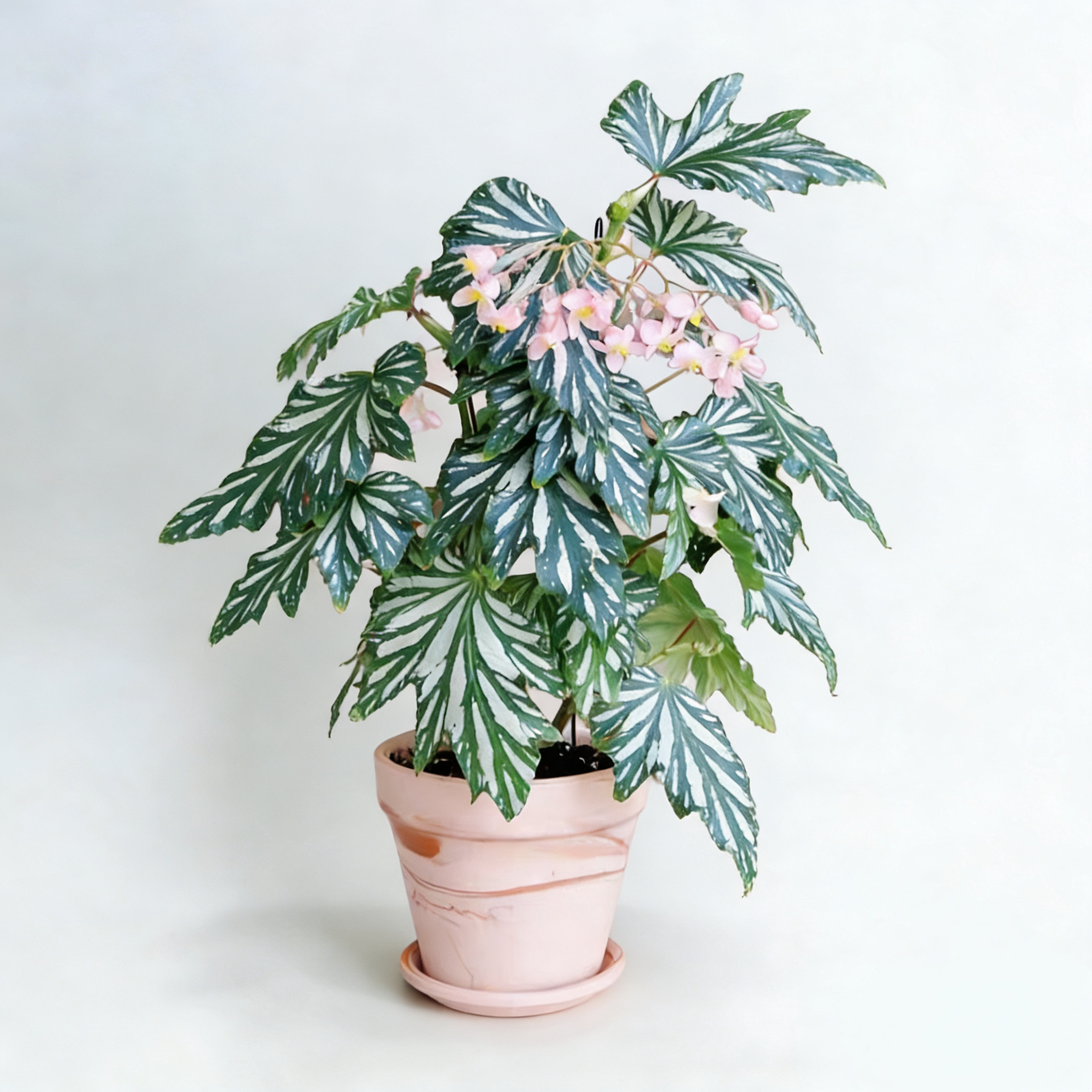 乌头杂秋海棠秋海棠盆栽特价四季绿植桌面办公盆栽好养粉色花朵 - 伴兮花坊出品