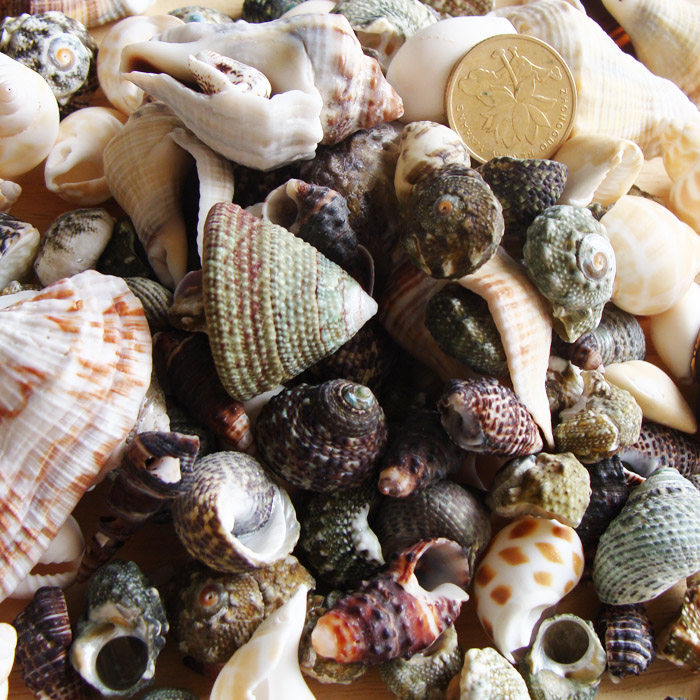 杂螺250克 好几种海螺的混装 天然海螺贝壳家居鱼缸地台婚礼装饰