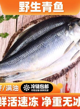 大连青鱼 东北青鱼5斤 沙丁鱼 新鲜鲱鱼冷冻发货