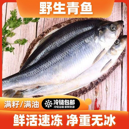 大连青鱼 东北青鱼5斤 沙丁鱼 新鲜鲱鱼冷冻发货