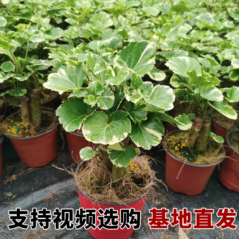 金钱兜客厅桌摆测试推荐