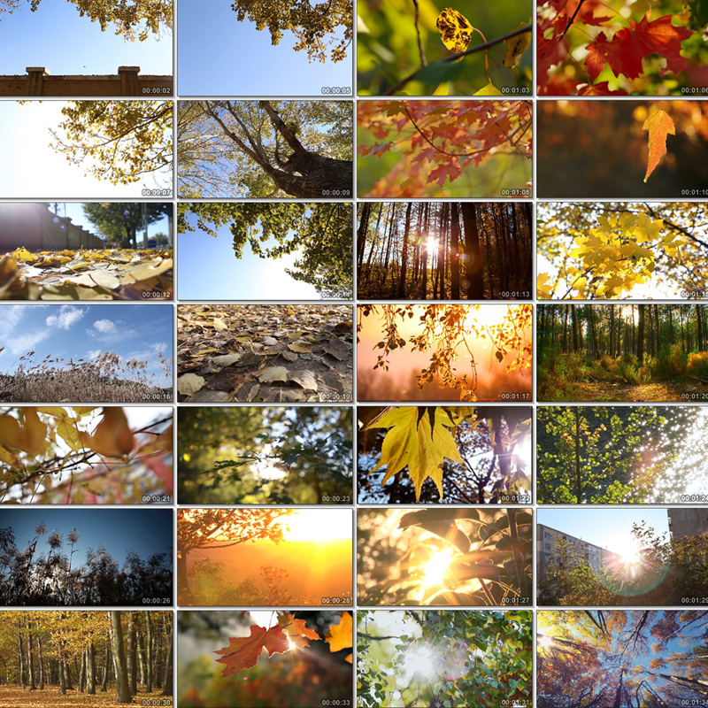 秋天清新怀旧风吹落叶蓝天白云芦苇院墙空境头高清视频素材