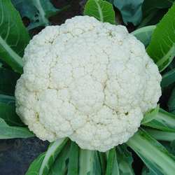 崇明松花菜 散花菜 白梗青梗花椰菜 农家肥种植新鲜蔬菜现砍发货