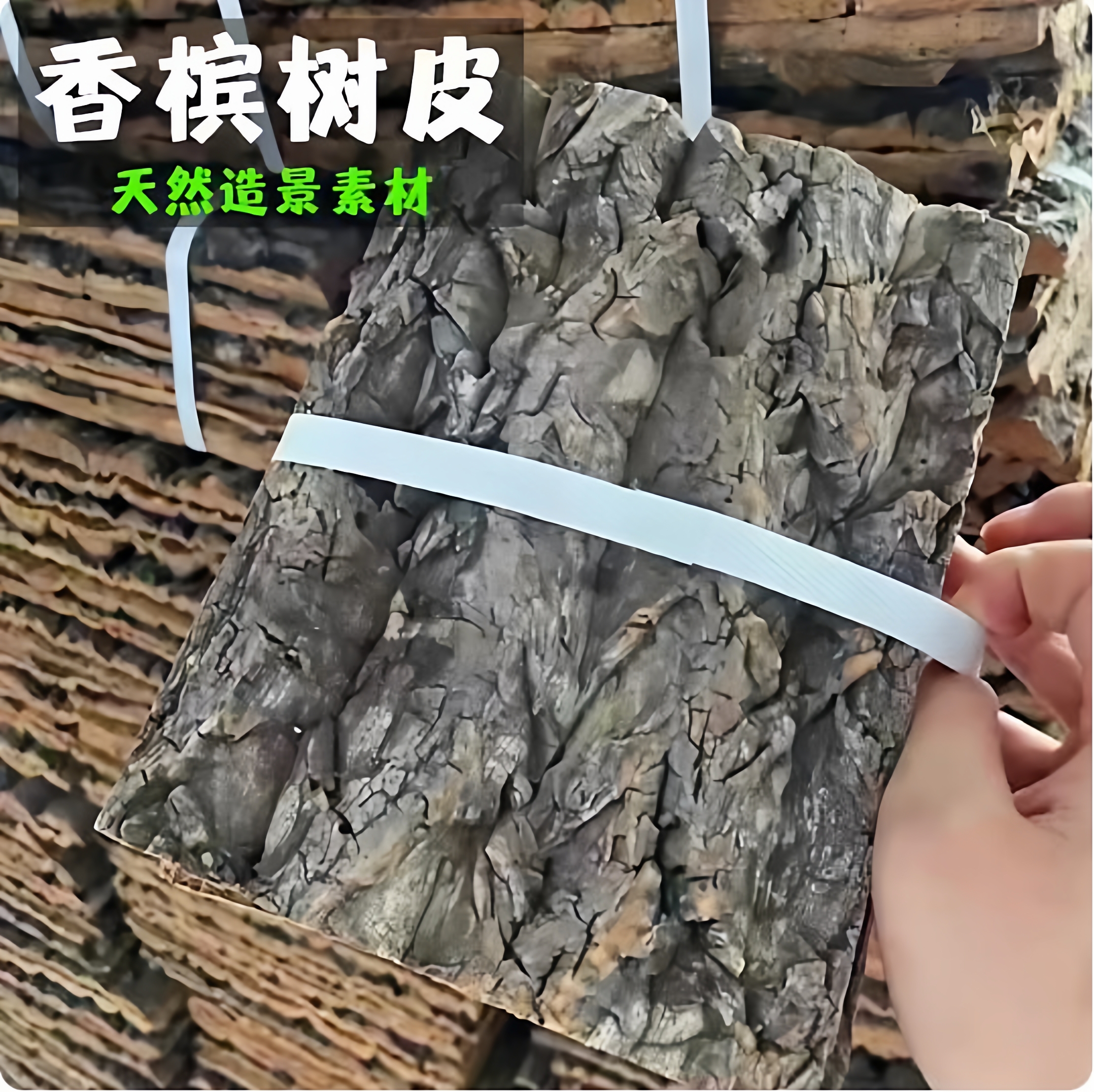 香槟树皮 雨林生态缸背景板 爬宠躲避树皮  洋兰造景树皮不腐烂