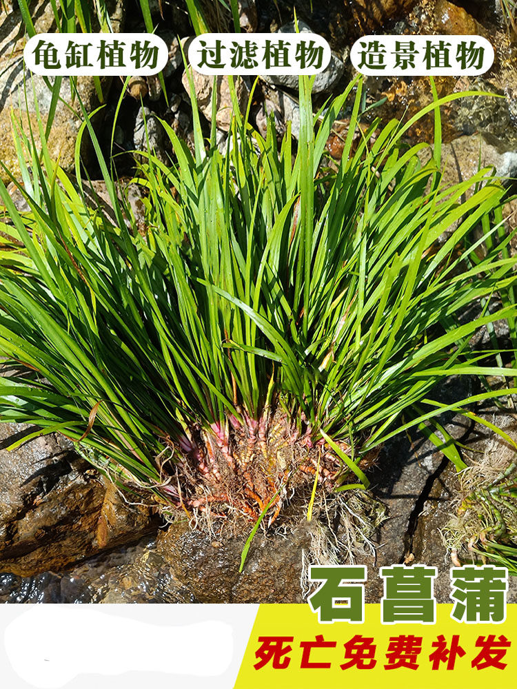 石菖蒲挺水植物耐阴养鱼龟缸造景沼泽过滤植物附石菖蒲苗水培盆景图片
