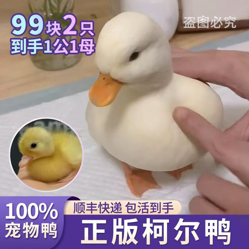 柯尔鸭活宠物小鸭子活宠物小黄鸭幼崽网红鸭宠物可达鸭科尔鸭活物