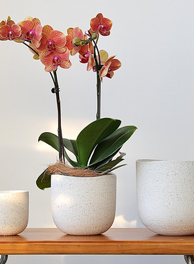 侘寂风陶瓷白色花盆蝴蝶兰轻奢高级感陶盆高端兰花专用套盆大口径