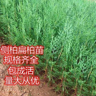 正宗侧柏小苗大苗侧柏苗扁柏苗柏树苗侧柏小苗植树节树苗苗侧柏叶