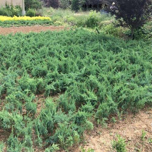 地柏小苗迎客松花卉盆栽绿植四季常青绿化苗盆景老桩室内外易养活