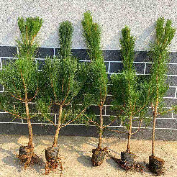 黑松小苗松树苗罗汉松雪松树苗白皮松小苗黑松盆景苗实生五针松苗