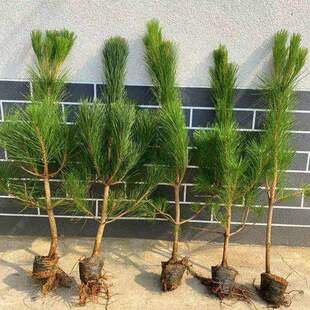 黑松小苗松树苗罗汉松雪松树苗白皮松小苗黑松盆景苗实生五针松苗