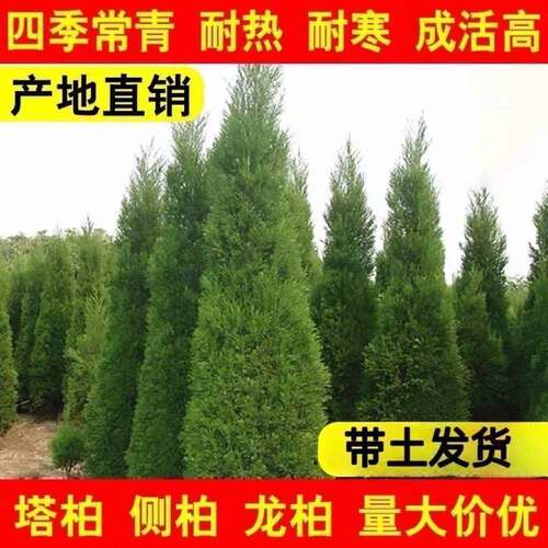 塔柏树苗扁柏松柏侧柏树苗圆柏松树宝塔松龙柏苗绿化苗四季常青绿