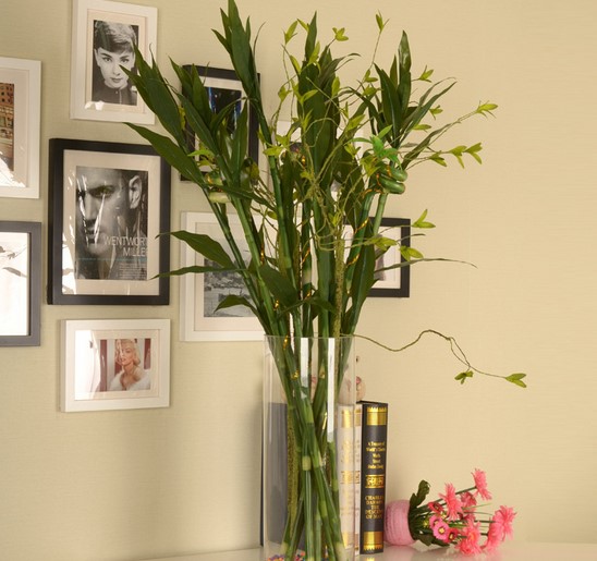 仿真富贵竹假花翰茜竹子浙江