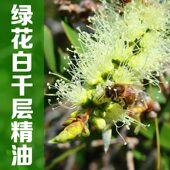 绿花白千层精油10ml马达加斯加 纯单方