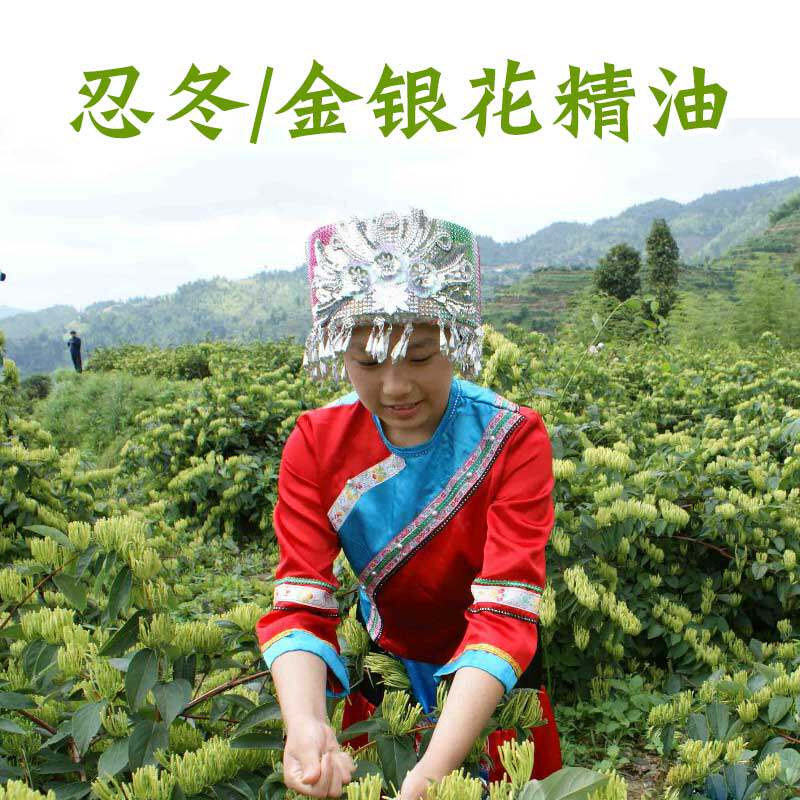 忍冬/金银花纯单方精油  保真保纯卢子信誉