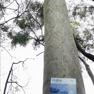 纯植物柠檬尤加利精油单方柠檬桉树精油清新爽利 自制驱蚊水配方