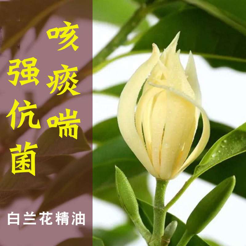 天然白兰花利呼吸甜美香气