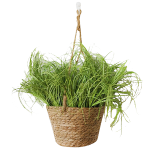 仿真洋葱草芦苇景观植物狗尾草造景室内客厅橱窗盆栽挂篮摆件