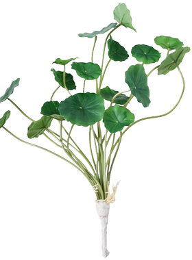 田园金钱草绿叶装饰花
