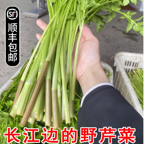 野生水芹菜野生芹菜洪湖特产原生态自然绿色蔬菜时令菜顺丰包邮