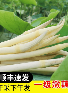 顺丰冷链新鲜藕带藕尖现挖现发藕肠子莲藕梢农家时令蔬菜洪湖藕带