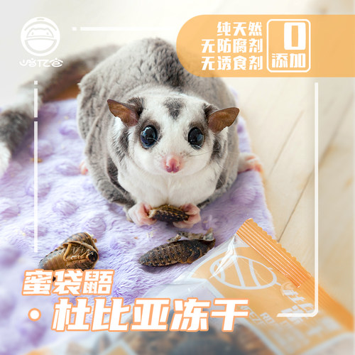 蜜袋鼯冻干零食杜比亚互动增肥
