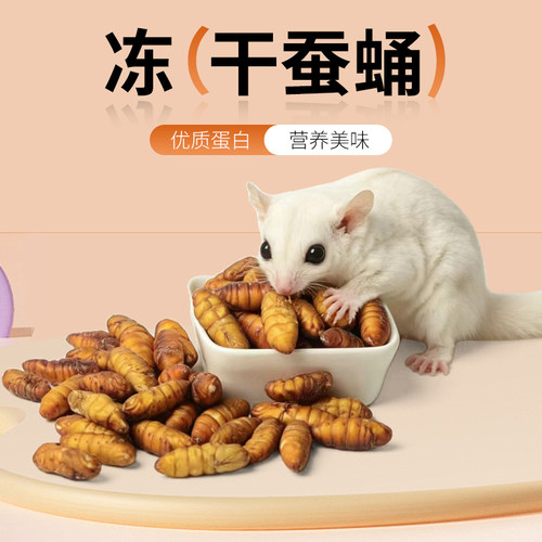 蜜袋鼯仓鼠花枝鼠零食冻干蚕蛹