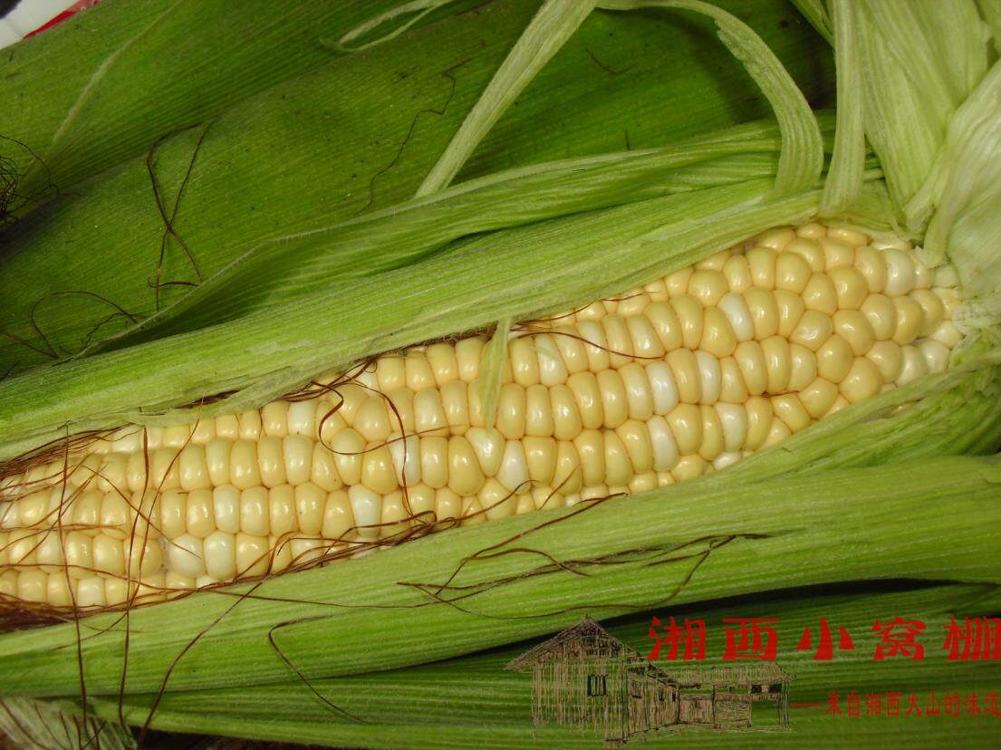 湖南湘西千米本地新鲜嫩甜玉米棒子玉蜀黍苞包谷非转基因 个