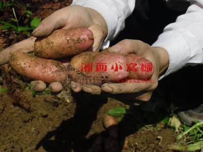 有机红皮土豆湖南绿色生态