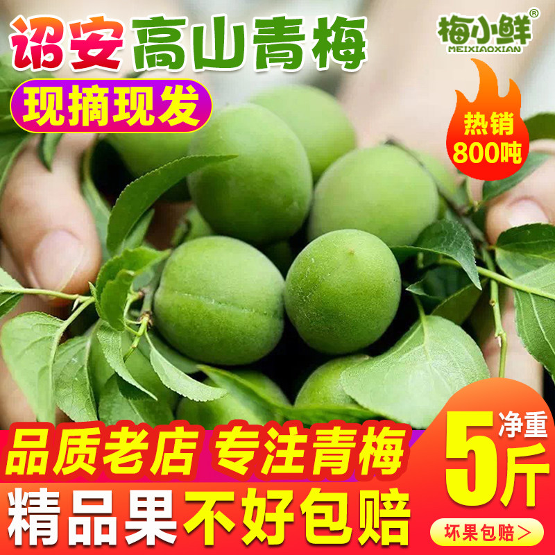 青梅鲜果新鲜青翠梅现摘诏安高山散装生梅子泡酒生酸梅子酒酵素果