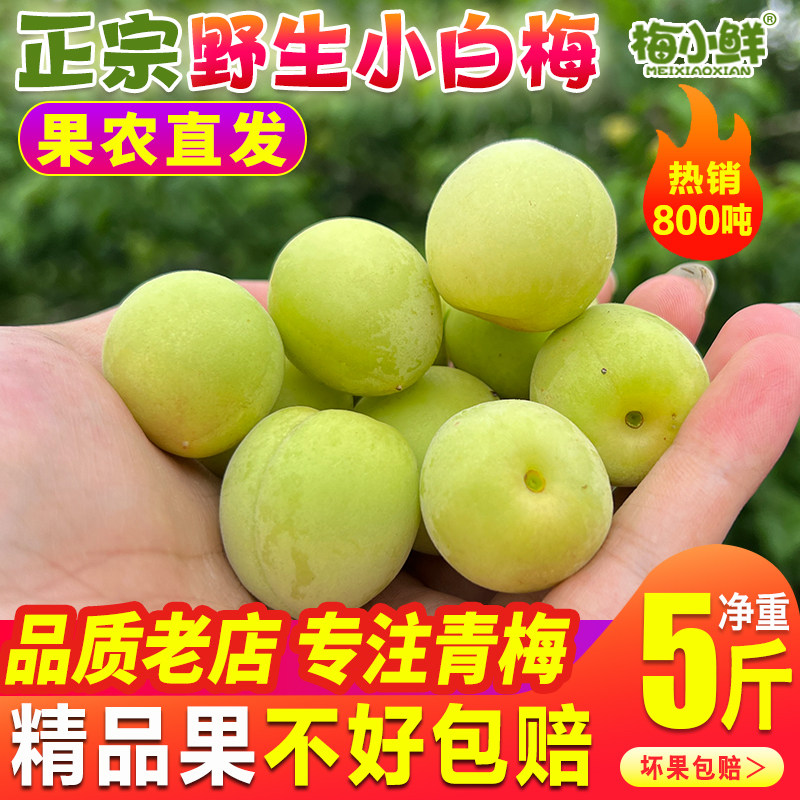 野生小白梅青梅果新鲜果现摘散装梅小鲜正宗诏安深山酸梅子泡梅酒