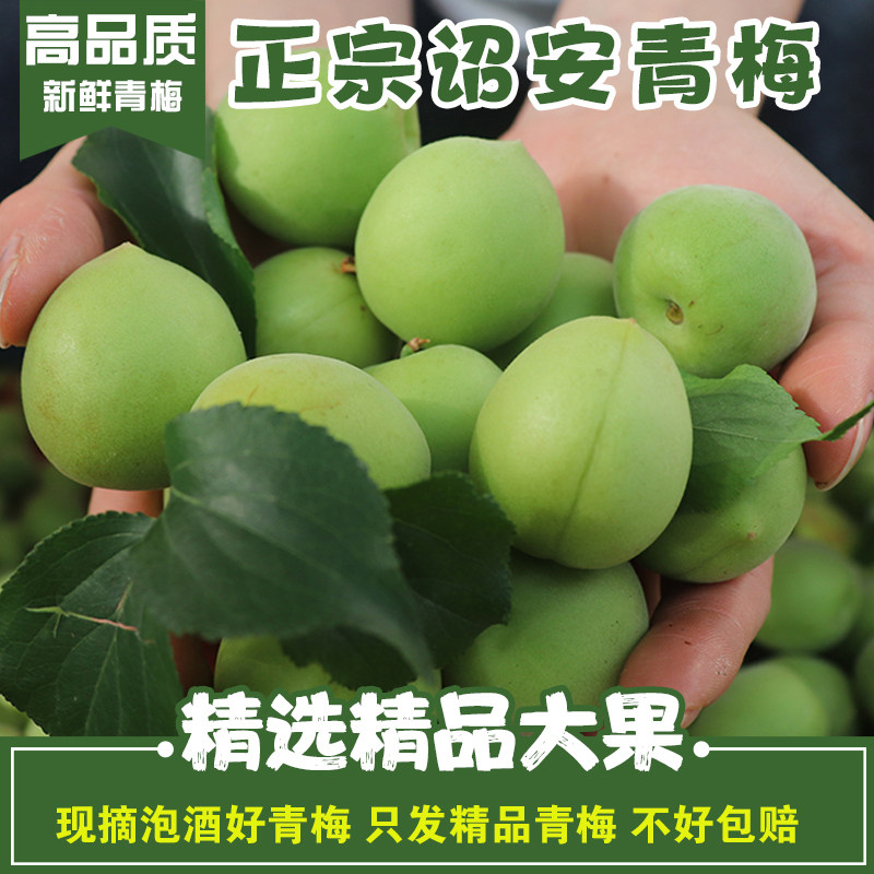 青梅鲜果新鲜精品大果深山现摘诏安生梅子泡酒酵素酸青竹梅鲜水果
