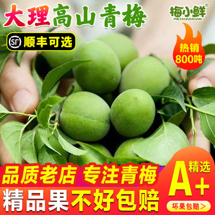 青梅鲜果新鲜青翠梅现摘云南高山散装生梅子泡酒生酸梅子酒酵素果