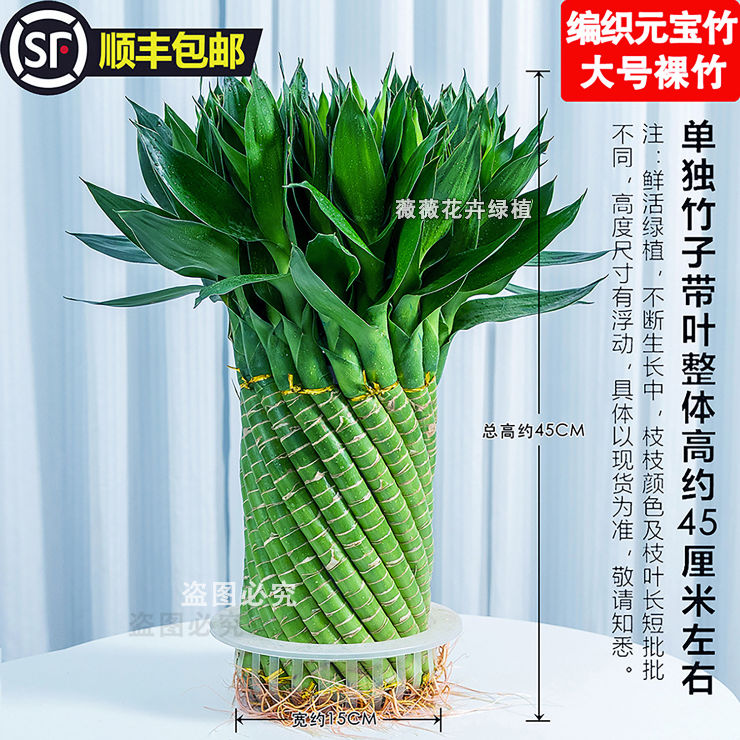带根竹盆景客厅室内水培植物元宝竹盆栽大号绿植富贵竹办公室竹