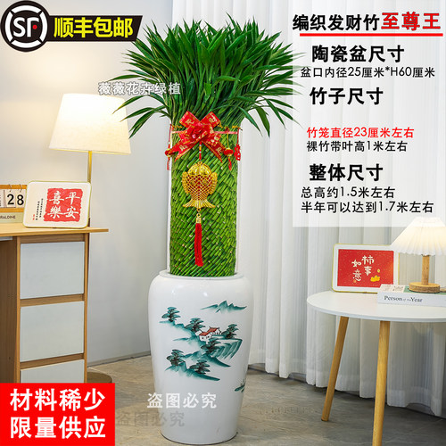 薇薇绿植园艺大型发财竹盆栽顺丰
