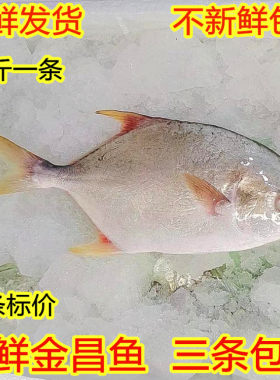 新鲜金昌鱼海捕3斤包邮