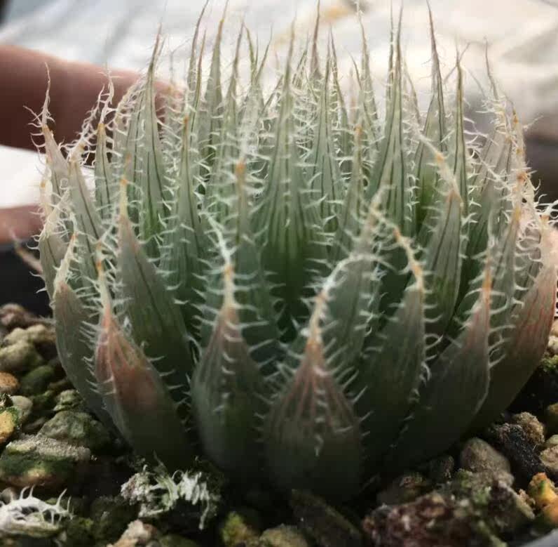 W Reed Succulent plants Haworthia Cutting base seedlingin the Flower delivery/Flowers simulation/Plants gardening , Creative mini-plant  category - from Buy2taobao.com to provide professional Taobao agent buy service