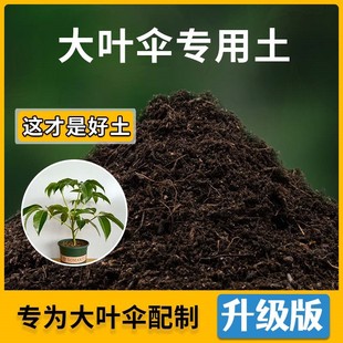 大叶伞专用土大叶伞营养土家用种植土壤家庭盆栽种花养花有机土
