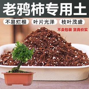 老鸦柿专用土绿植种植腐殖土通用盆栽植物土壤老鸦柿肥料营养土