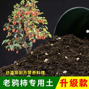 老鸦柿专用土家用种植土壤透气盆栽种花养花老鸦柿营养土有机土